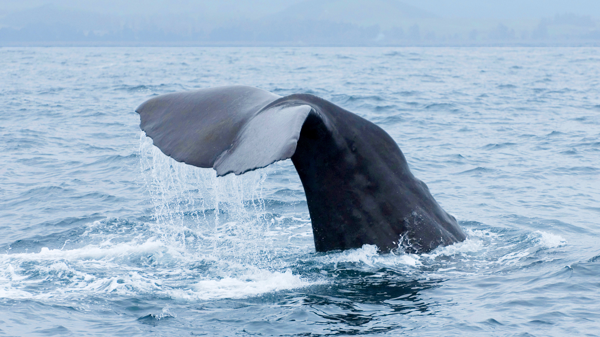 Introductory gif of ProBleu Science Story